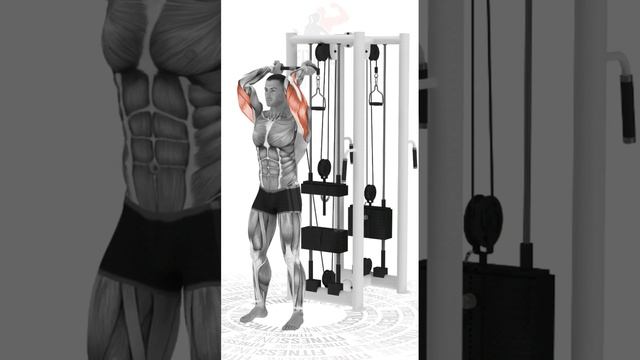 Разгибание рук из за головы на нижн. блоке/Extension Of The Arms From Behind The Head The Lowe Bloc