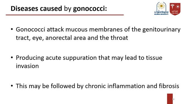 3. Gonococci "Neisseria Gonorrhoeae" смотреть онлайн