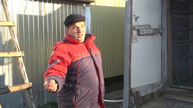 Голуби и Голубятники Ульяновской области! смотреть онлайн