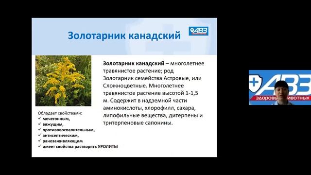 Уролекс компанії АВЗ