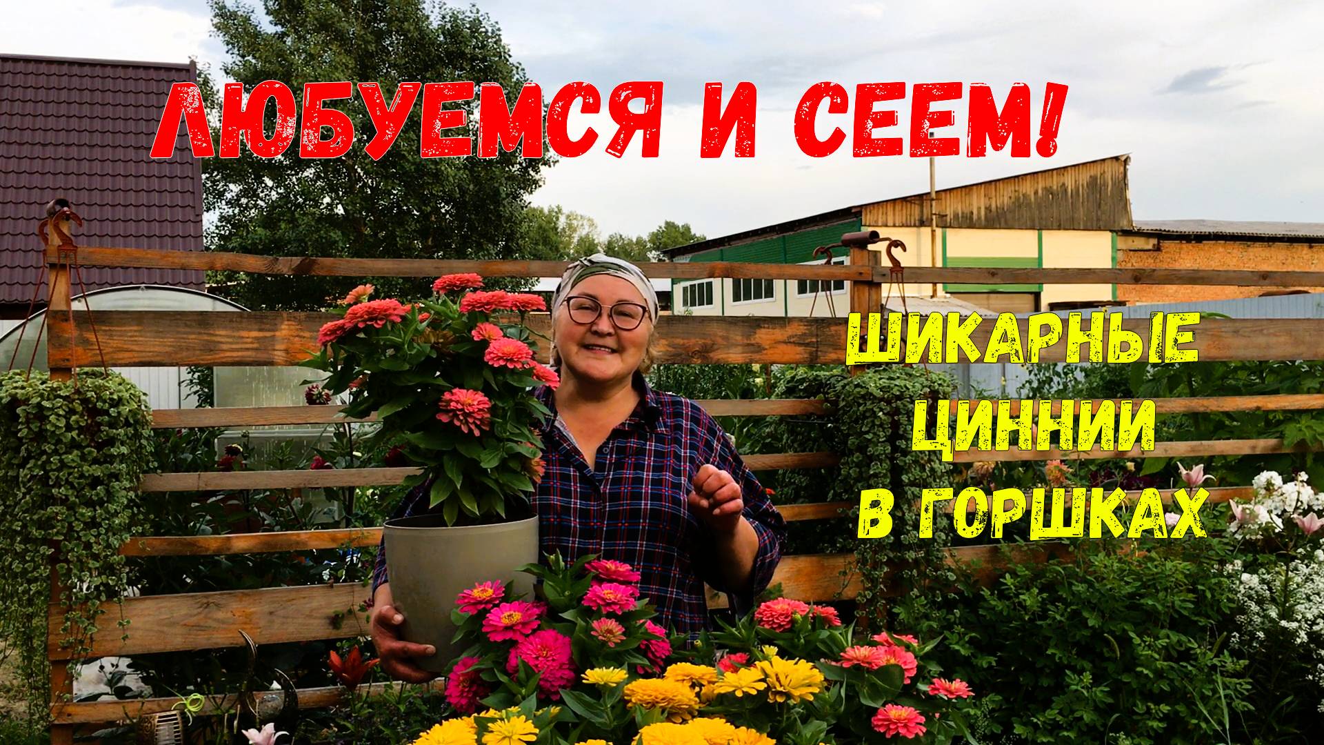 Как выращивать циннии в горшках, чтобы росли пышными и цвели шапками смотреть онлайн