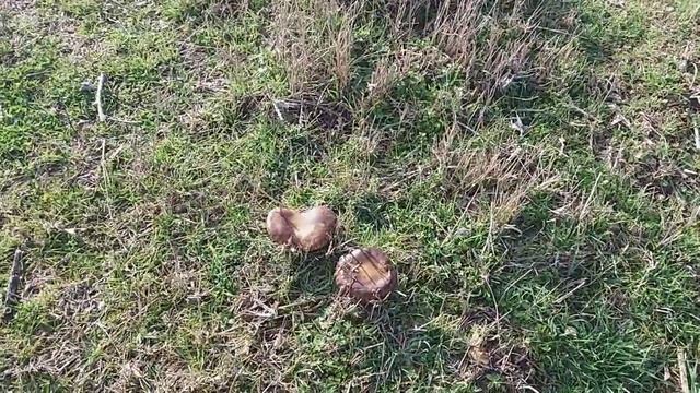 Pleurotus eryngii смотреть онлайн