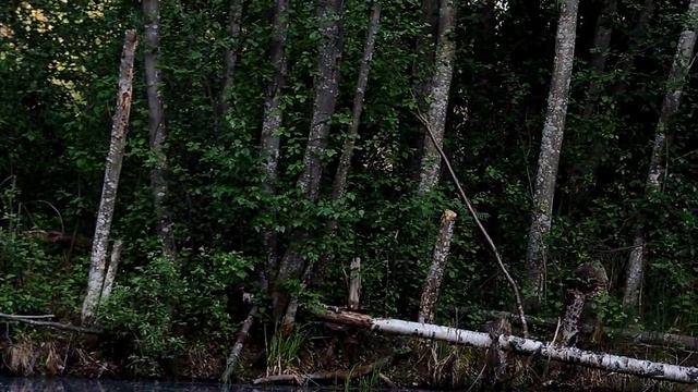 Боровичи и его окрестности смотреть онлайн