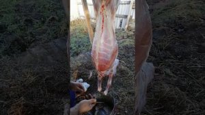 Забили козлов, разделаваем коз.