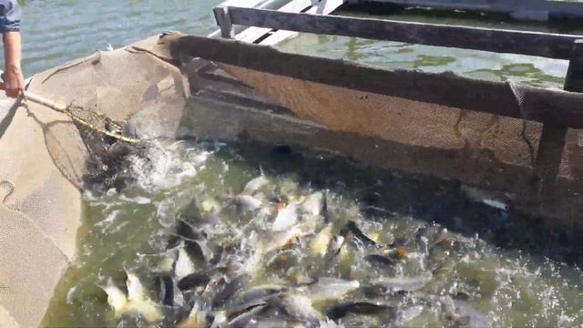 пруд Черноморец 02.08.19г. Запуск рыбы смотреть онлайн