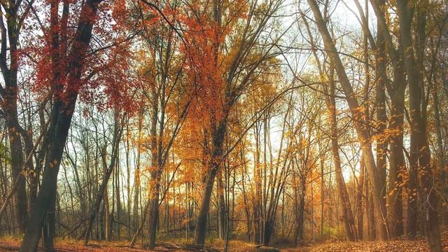 Relaxing music with rain sounds with cello and piano for sleep and meditation #SleepyCello01 смотреть онлайн