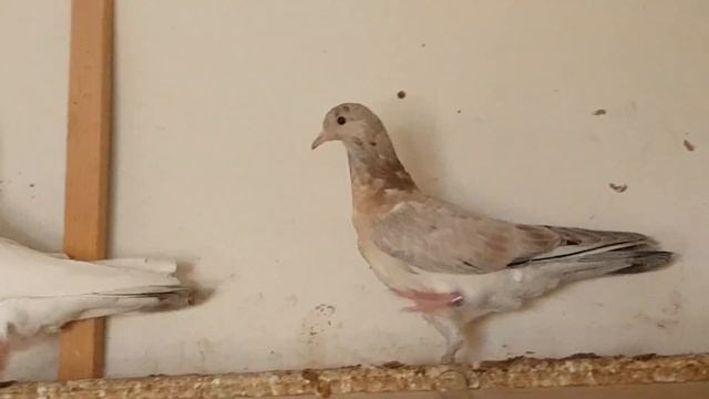 Эксперимент "Мраморные шейки". Вот что получилось. Голуби с Республики Дагестан. Bakı göyərçinlər смотреть онлайн