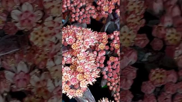 Sedum 'Purple Emperor' смотреть онлайн