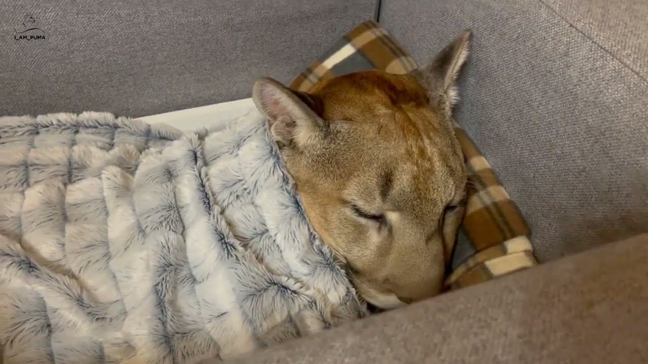 Месси переехал! Пума Месси и его новая кровать! смотреть онлайн