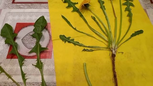 Одуванчик полевой, лекарственный! смотреть онлайн