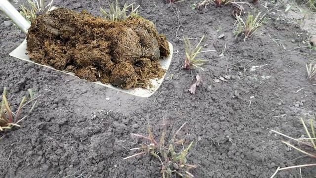 Что делать с клубникой после плодоношения. Уход за клубникой в августе смотреть онлайн