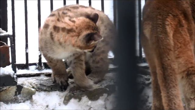 Пуменок 4.02.18г. Мы играем и растем.Будем мы пока вдвоем. смотреть онлайн