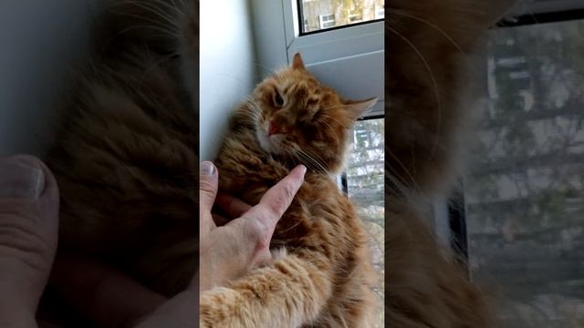 Лютик одноглазый Джо смотреть онлайн