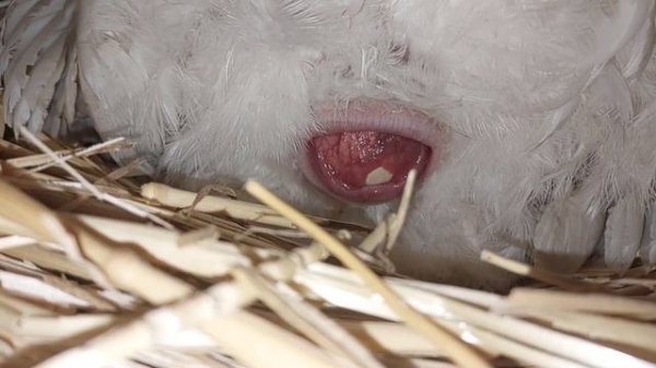 Как курица несёт яйцо.