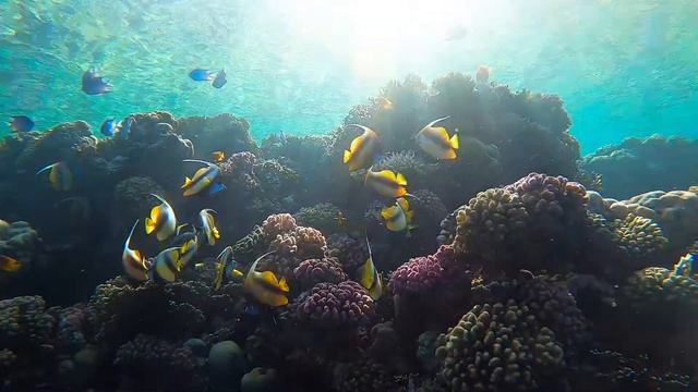 Ras Umm Sid Reef смотреть онлайн