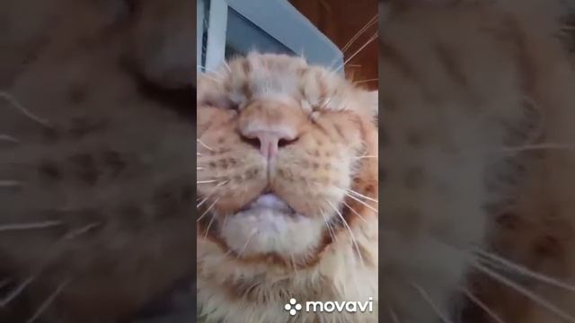 Кот Джокер,Мейн кун. Плейлист. Наше творчество. смотреть онлайн