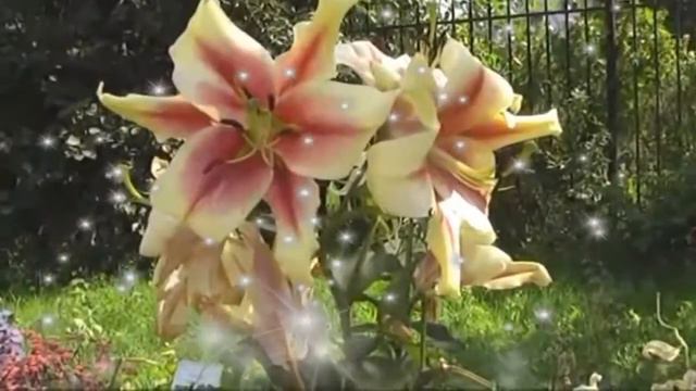 Музыка для души Гитара Посвящаю внучке смотреть онлайн