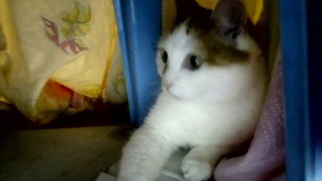 Привет, Я вернулась :) Не ждали? Берегите Усы :) смотреть онлайн