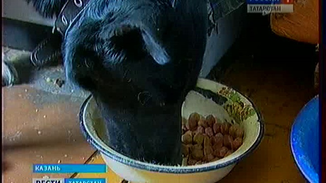 Помогите Эсмиральде! смотреть онлайн