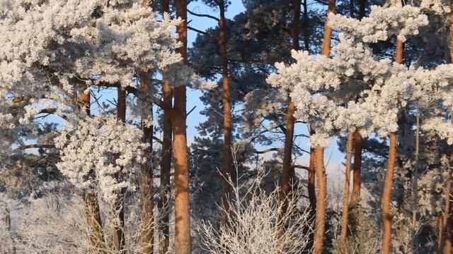 Добро пожаловать на Божественную Новую Землю смотреть онлайн