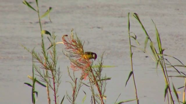 21_05_2019 _НА ПРУДУ_с.ГОФИЦКОЕ.mp4 смотреть онлайн