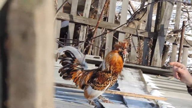 ЗОЛОТОЙ ПЕТУШОК 11 декабря 2013,Пётр 2 Golden Rooster смотреть онлайн