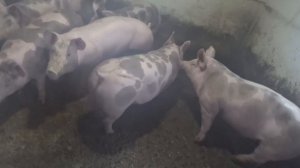 Свиньи в 5 месяцев 135кг, Без химии и добавок, как делаю гровер корм , корм для генетики