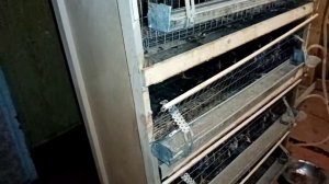 Вакцинация цыплят от болезни Ньюкасла - вакцина Ла-сота, один из способов.