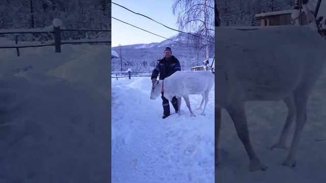сменил снегоход на оленя. (красоты севера Байкала) смотреть онлайн