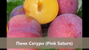 Диплоидные сливы