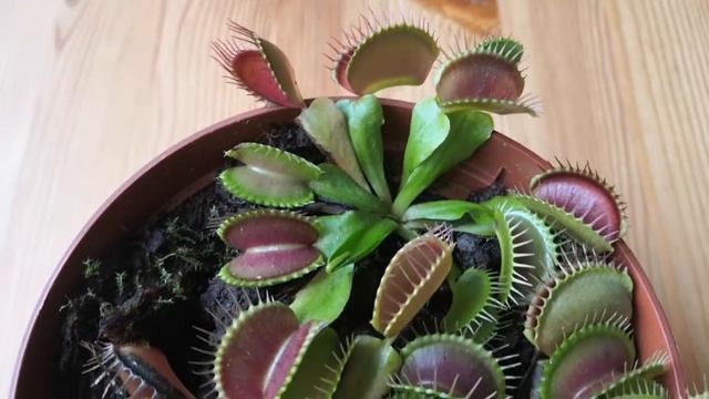 Дионея Венерина мухоловка смотреть онлайн