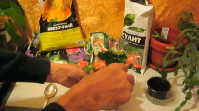 Что нужно для цветения Шлюмбергеры , декабриста. смотреть онлайн