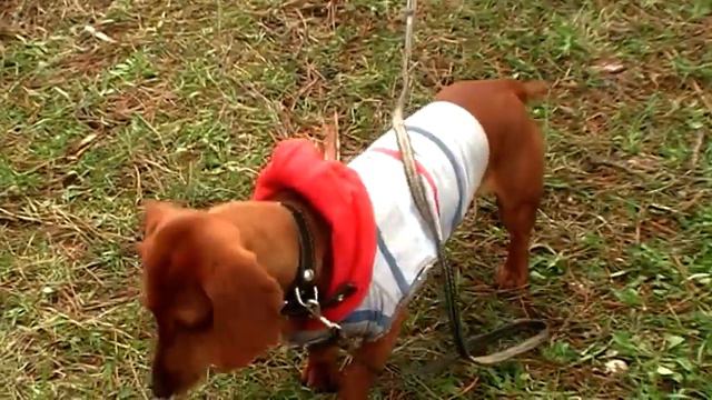 ПАСХА, смотреть онлайн