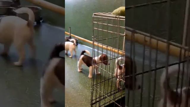 Копия видео "Щенки Джек Рассел терьера" смотреть онлайн