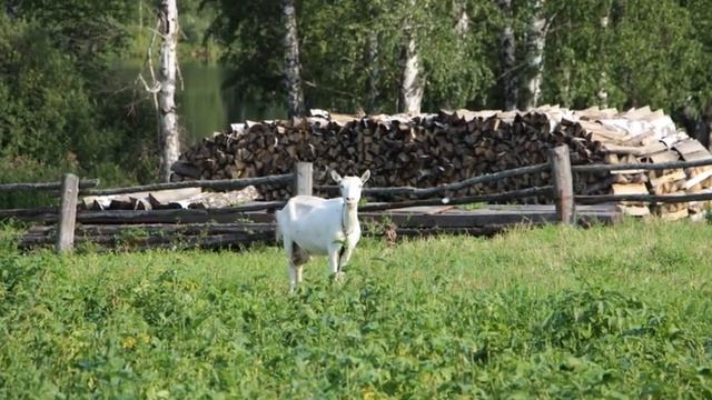 О чем и для кого наш канал? Заходите, смотрите, подписывайтесь!!! смотреть онлайн