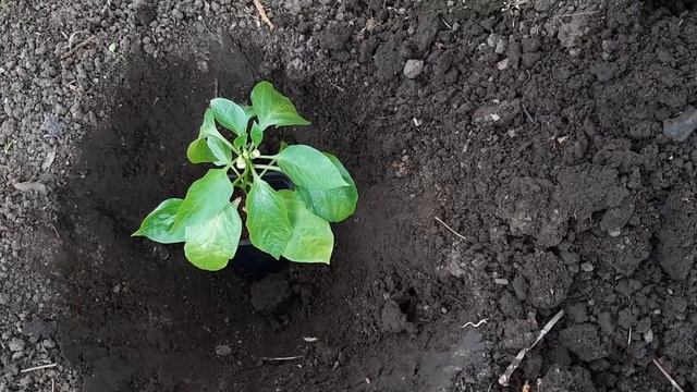 При посадки Перца в лунку добавляю ЭТУ Органику. Увеличиваю урожай перца народным методом смотреть онлайн
