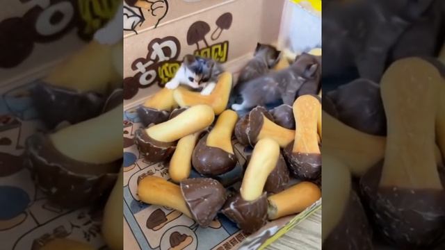 Шоколадные грибочки больше не едим. Так вот как на свет появляются котики… смотреть онлайн