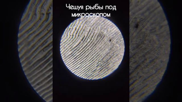 Чешуя рыбы под микроскопом (x480, x144) смотреть онлайн