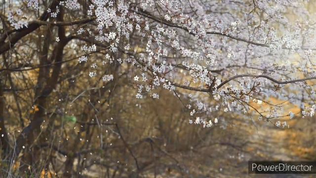 8 hour Sounds of nature | Bird song | forest sounds | relaxing sounds | birds chirping | meditation смотреть онлайн