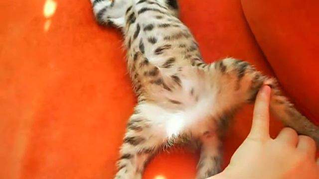 Маняшка, чудо кошка) Спим) 2014 г.