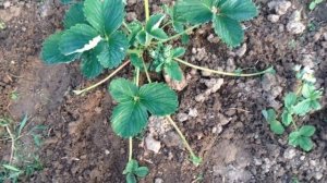 62 Клубника  Как отличить женский кустик от мужского