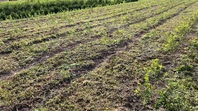 Новый маточник подвоев ВСЛ-2