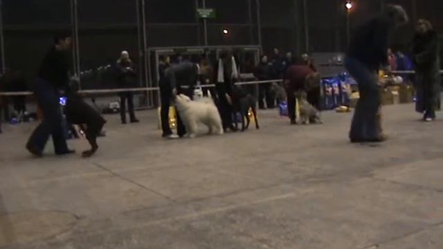 DogStatus.ru: Снежное Дог Шоу на ВВЦ ранга чф РФОС, бэсты смотреть онлайн