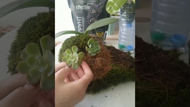 КОКЕДАМА своими руками. Мастер класс по изготовлению мохового шара с орхидеей смотреть онлайн