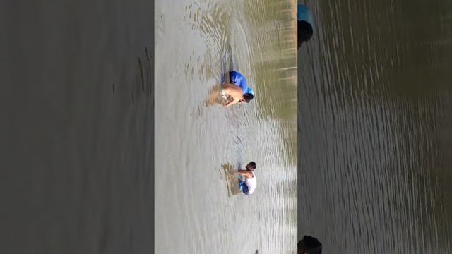 Net Fishing pond BD 2024-পুকুরে জাল দিয়ে মাছ ধরা-Amazing Hand Fishing with Net 2023-পুকুরে মাছ ধরা смотреть онлайн