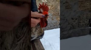 Шторы/Очки для кур! как я укрощаю строптивых Юрловских петухов!