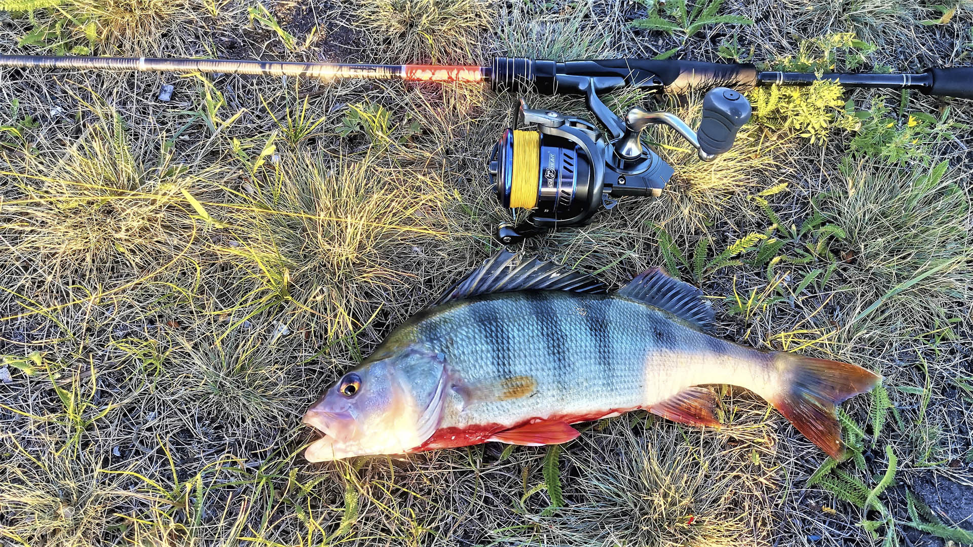 О ТОМ КАК Я ПОЙМАЛ БОЛЬШОГО ОКУНЯ ловля трофея на тейл-спиннер, рыбалка с берега смотреть онлайн