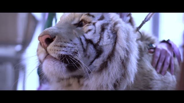 Tyrande and Ash'Alah cosplay photoshoot | World of Warcraft смотреть онлайн