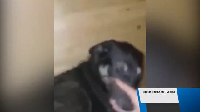 Собака Кенгуру смотреть онлайн