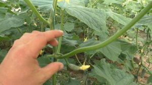 Осеннее выращивание огурцов в теплице.